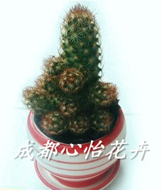 成都室內(nèi)綠植出租品種