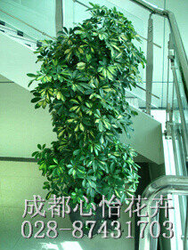 成都綠植租賃品種