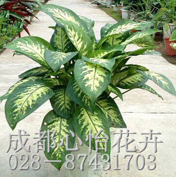 成都室內(nèi)盆景租賃品種