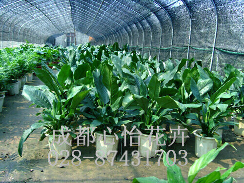 成都花卉租賃成品