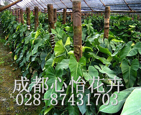 成都辦公樓植物租擺成品