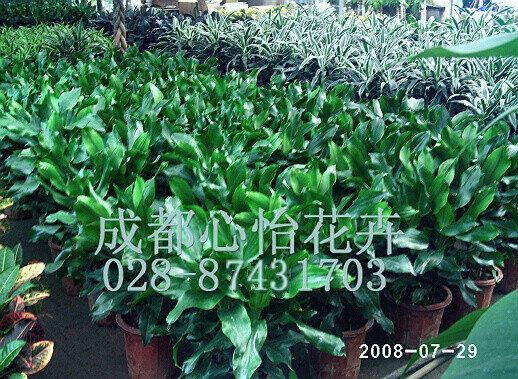 成都花卉租賃成品