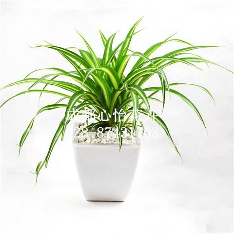 成都室內(nèi)花卉租擺品種