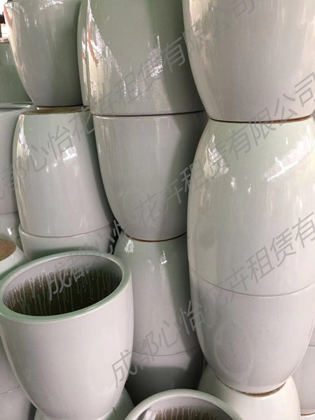 成都植物租賃（套盆）