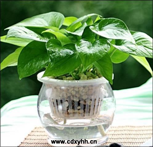 成都租綠植品種