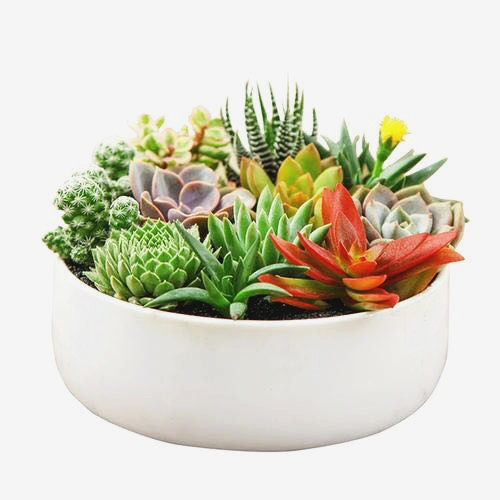 定制各種植物租賃組合