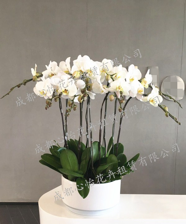 定制名貴花卉租賃組合