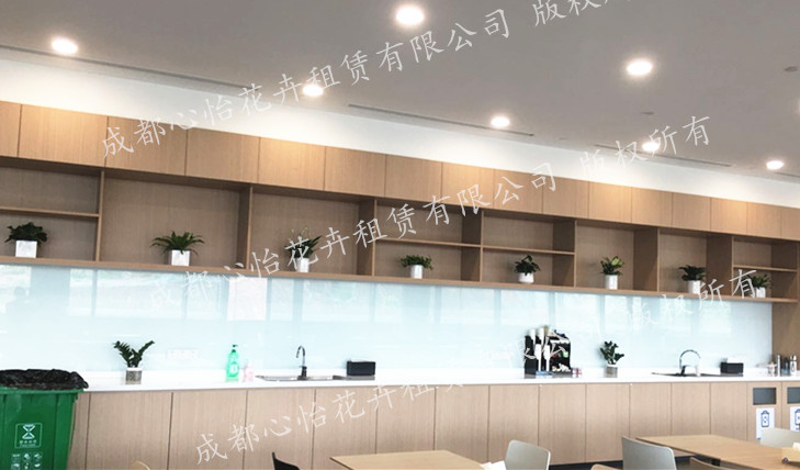 定制ins綠植租賃組盆