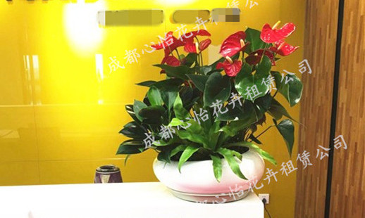 定制花卉租賃組合